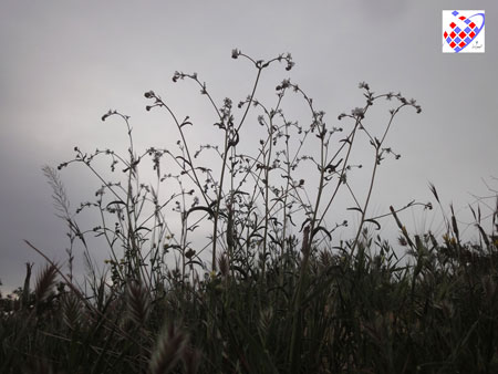 Eynali Flower - گل عینالی